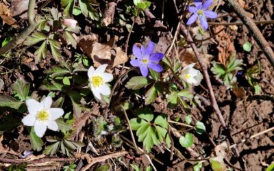 En vårig blomsterparad